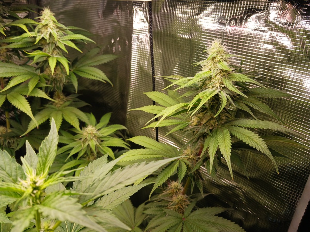 bbs-grow-diaries/blimburnseeds-com/user-52621/76892b66e019bac7