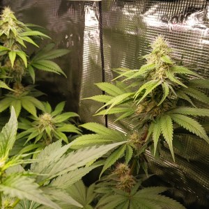 bbs-grow-diaries/blimburnseeds-com/user-52621/76892b66e019bac7