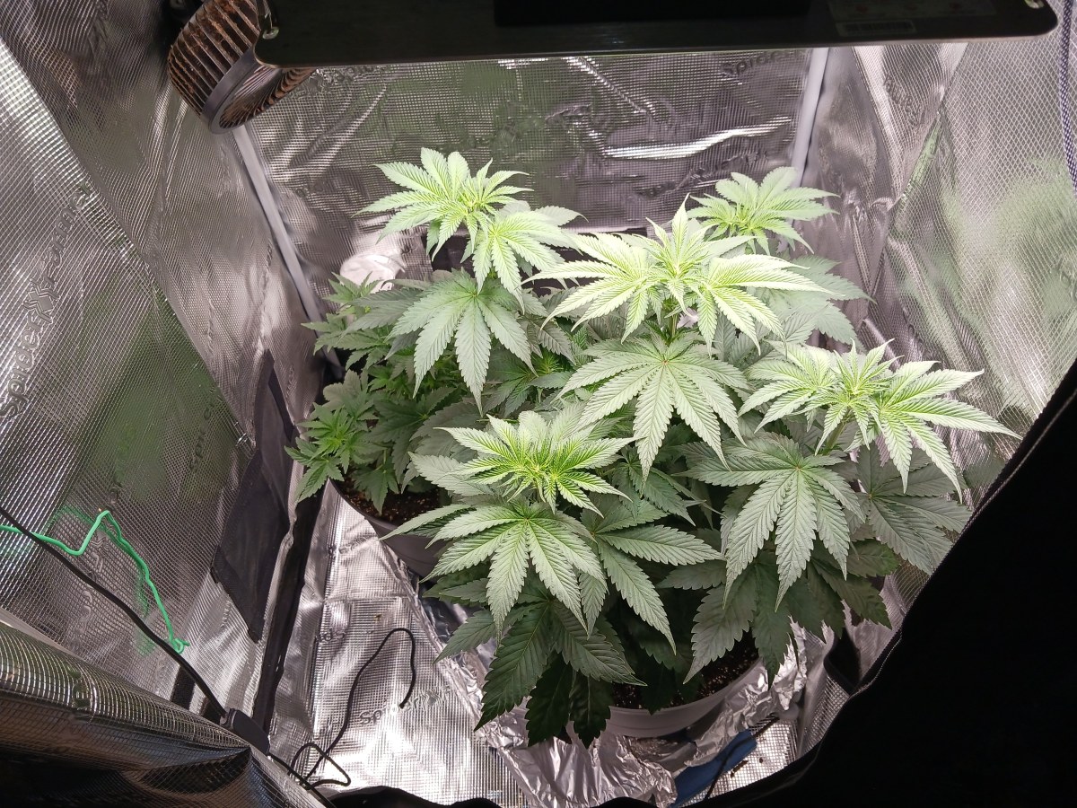 bbs-grow-diaries/blimburnseeds-com/user-52621/79589f6767d3b698
