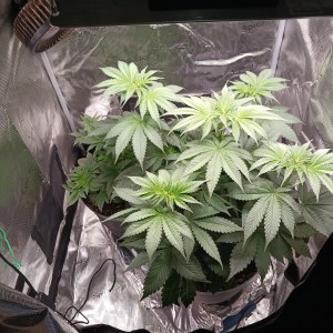 bbs-grow-diaries/blimburnseeds-com/user-52621/79589f6767d3b698