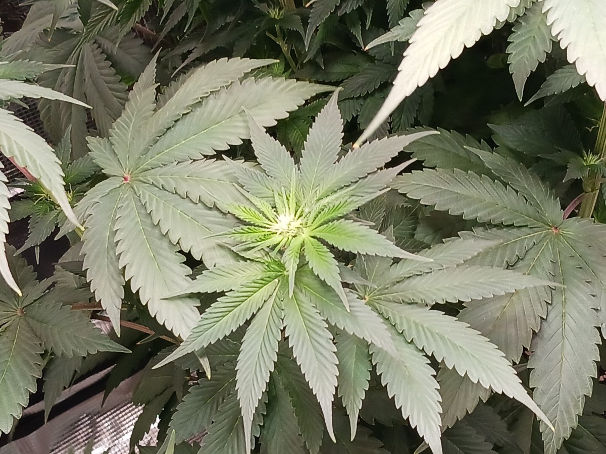 bbs-grow-diaries/blimburnseeds-com/user-52621/7d2ede7e12b9f868