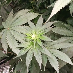 bbs-grow-diaries/blimburnseeds-com/user-52621/7d2ede7e12b9f868
