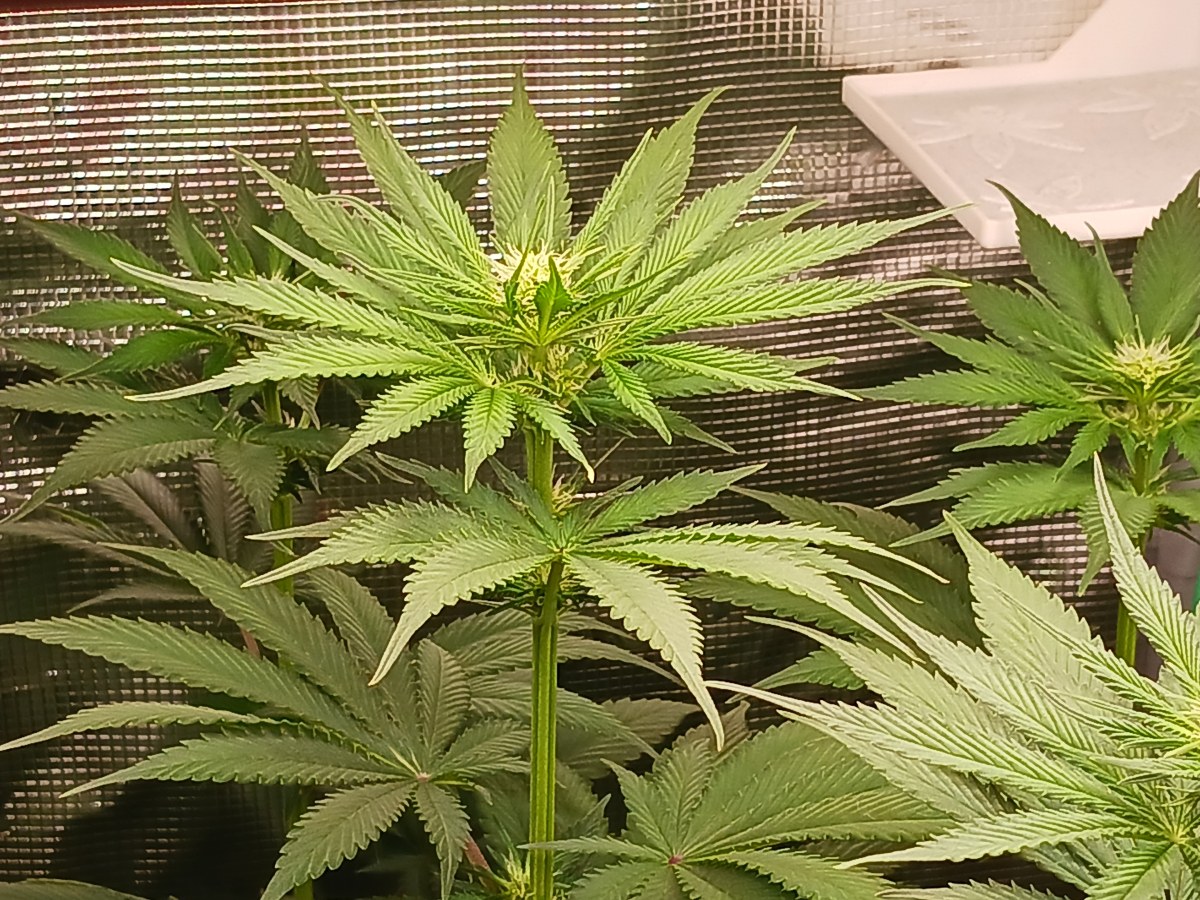 bbs-grow-diaries/blimburnseeds-com/user-52621/7ecceb21c2fe5ec0