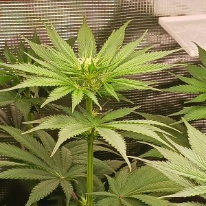 bbs-grow-diaries/blimburnseeds-com/user-52621/7ecceb21c2fe5ec0