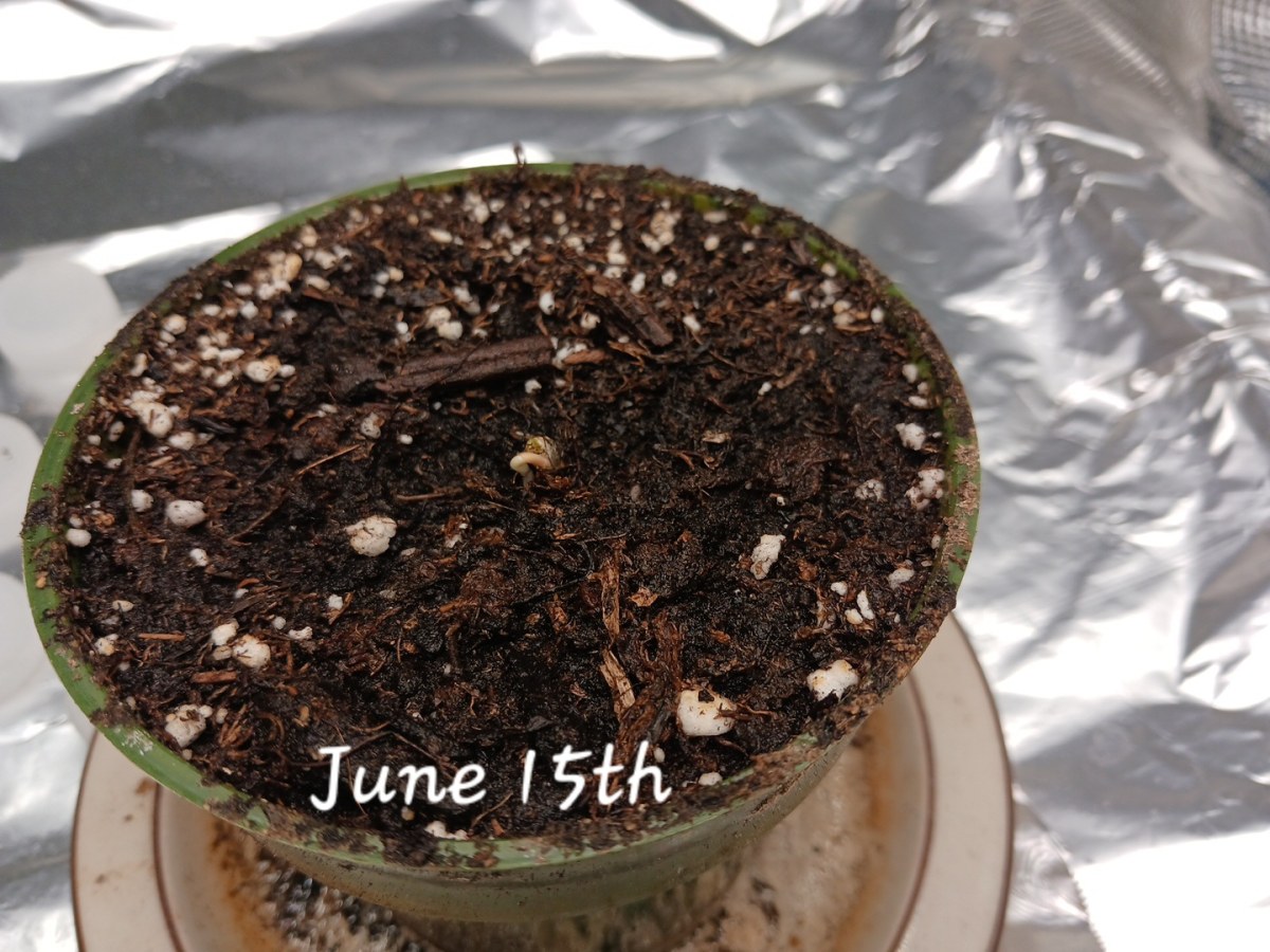 bbs-grow-diaries/blimburnseeds-com/user-52621/7f484c53ca9a834e