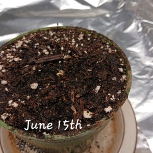 bbs-grow-diaries/blimburnseeds-com/user-52621/7f484c53ca9a834e