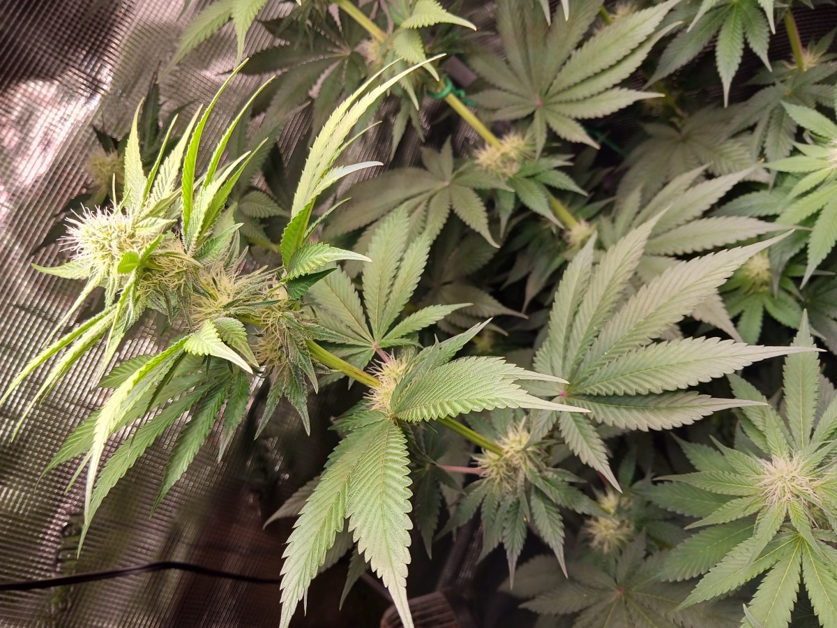 bbs-grow-diaries/blimburnseeds-com/user-52621/83434fe1c7a0268f