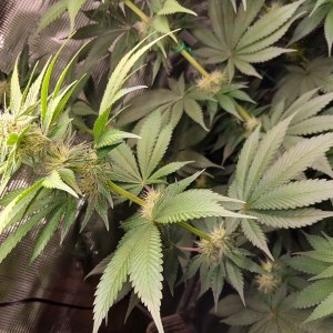 bbs-grow-diaries/blimburnseeds-com/user-52621/83434fe1c7a0268f