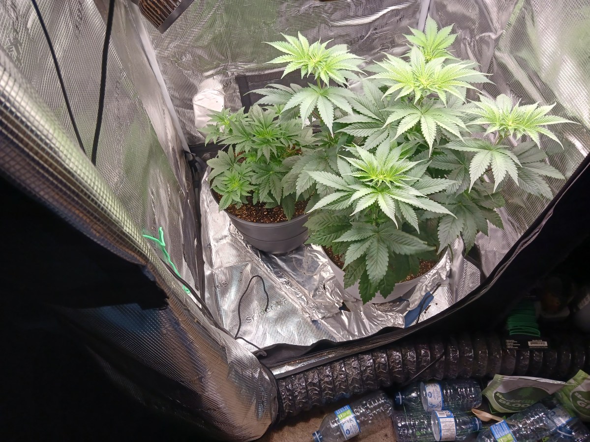 bbs-grow-diaries/blimburnseeds-com/user-52621/8c7fde185859618b