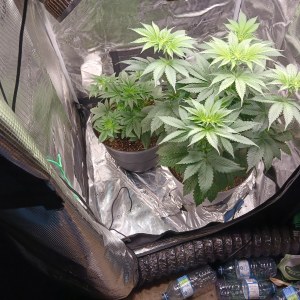 bbs-grow-diaries/blimburnseeds-com/user-52621/8c7fde185859618b
