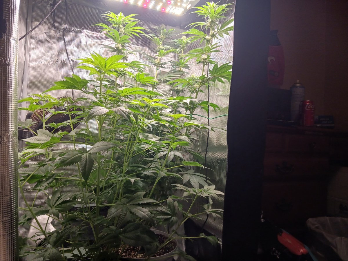 bbs-grow-diaries/blimburnseeds-com/user-52621/93486f0c73aea762