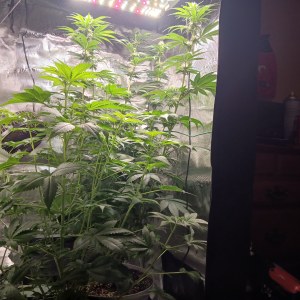 bbs-grow-diaries/blimburnseeds-com/user-52621/93486f0c73aea762