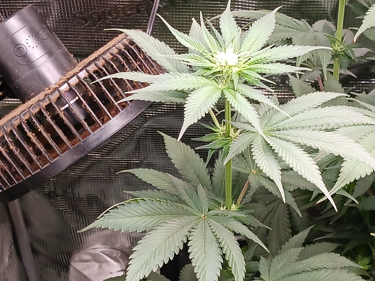 bbs-grow-diaries/blimburnseeds-com/user-52621/950c50f4089f97a4