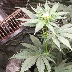 bbs-grow-diaries/blimburnseeds-com/user-52621/950c50f4089f97a4