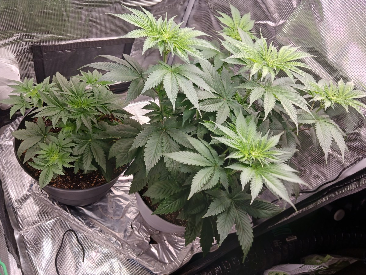 bbs-grow-diaries/blimburnseeds-com/user-52621/9a775e7279acf46d