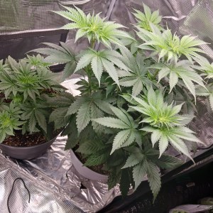 bbs-grow-diaries/blimburnseeds-com/user-52621/9a775e7279acf46d
