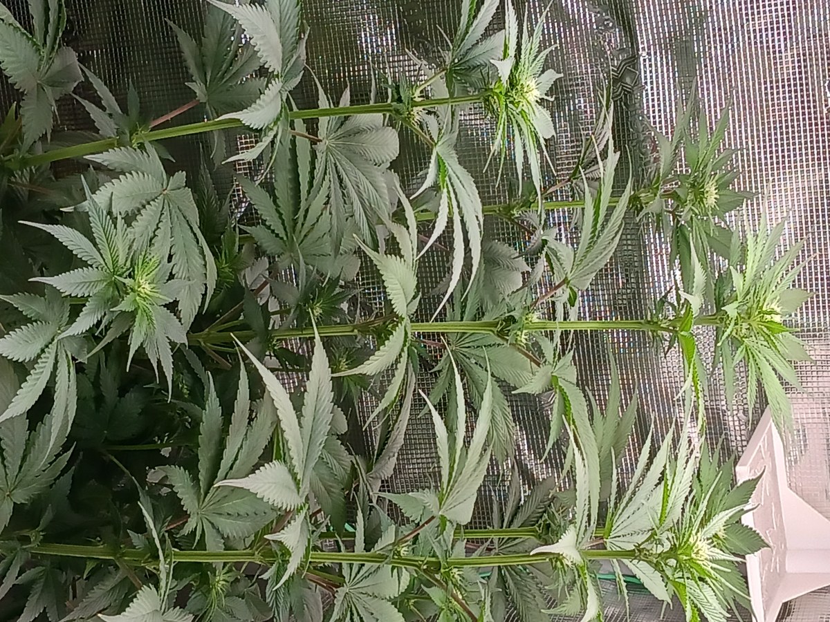 bbs-grow-diaries/blimburnseeds-com/user-52621/a40b3251a34d86f0