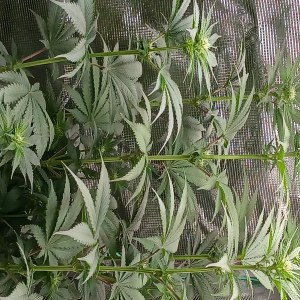 bbs-grow-diaries/blimburnseeds-com/user-52621/a40b3251a34d86f0