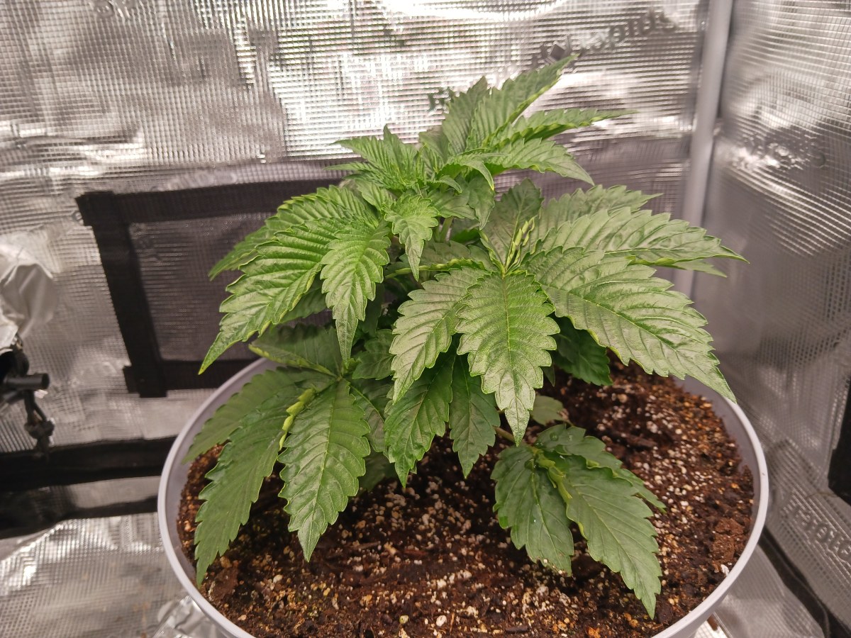 bbs-grow-diaries/blimburnseeds-com/user-52621/ad58094ac35d637a