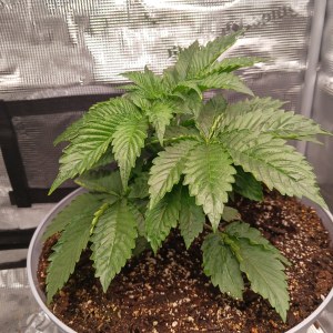 bbs-grow-diaries/blimburnseeds-com/user-52621/ad58094ac35d637a