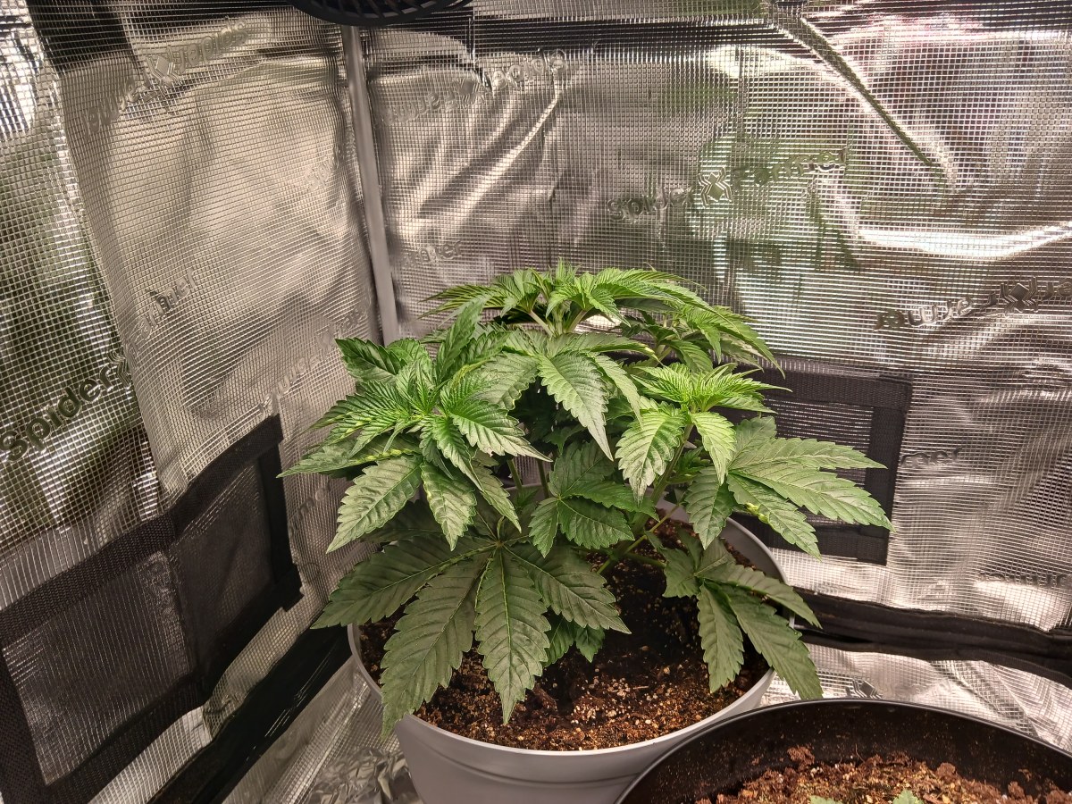 bbs-grow-diaries/blimburnseeds-com/user-52621/aee874be5d07c313
