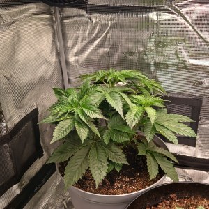 bbs-grow-diaries/blimburnseeds-com/user-52621/aee874be5d07c313