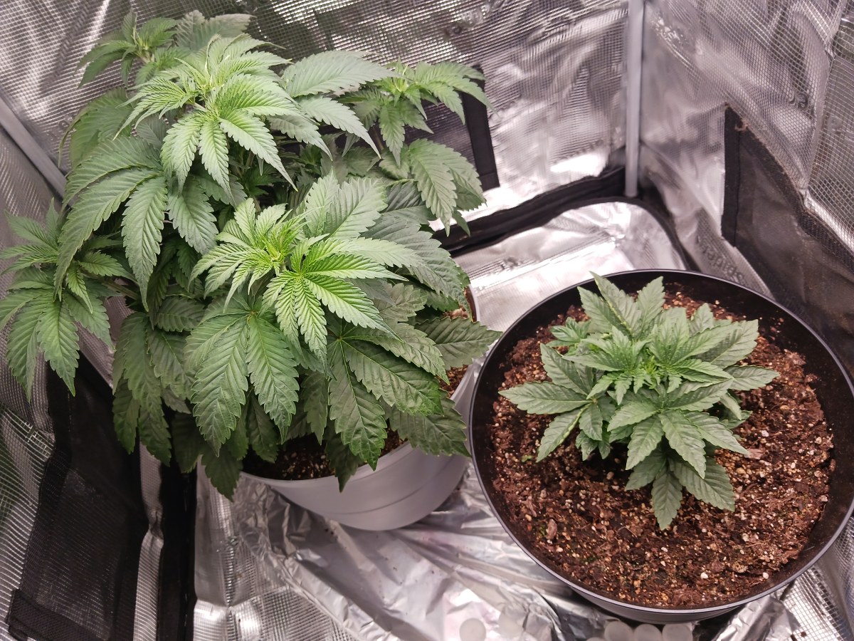 bbs-grow-diaries/blimburnseeds-com/user-52621/b20243274d6eecd8