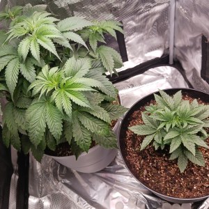 bbs-grow-diaries/blimburnseeds-com/user-52621/b20243274d6eecd8
