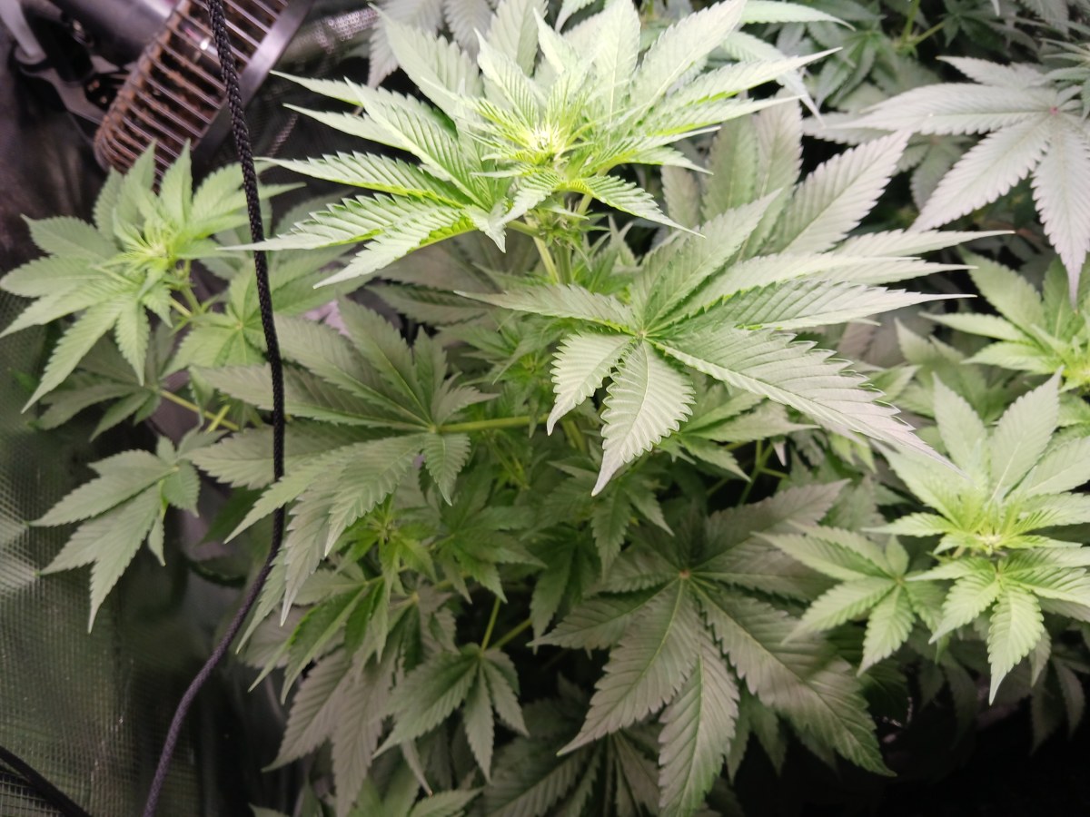 bbs-grow-diaries/blimburnseeds-com/user-52621/b75f2c9a19366fb0