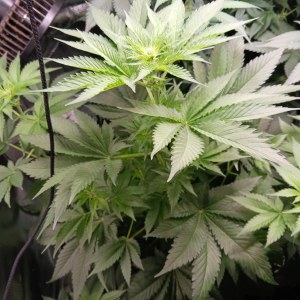 bbs-grow-diaries/blimburnseeds-com/user-52621/b75f2c9a19366fb0