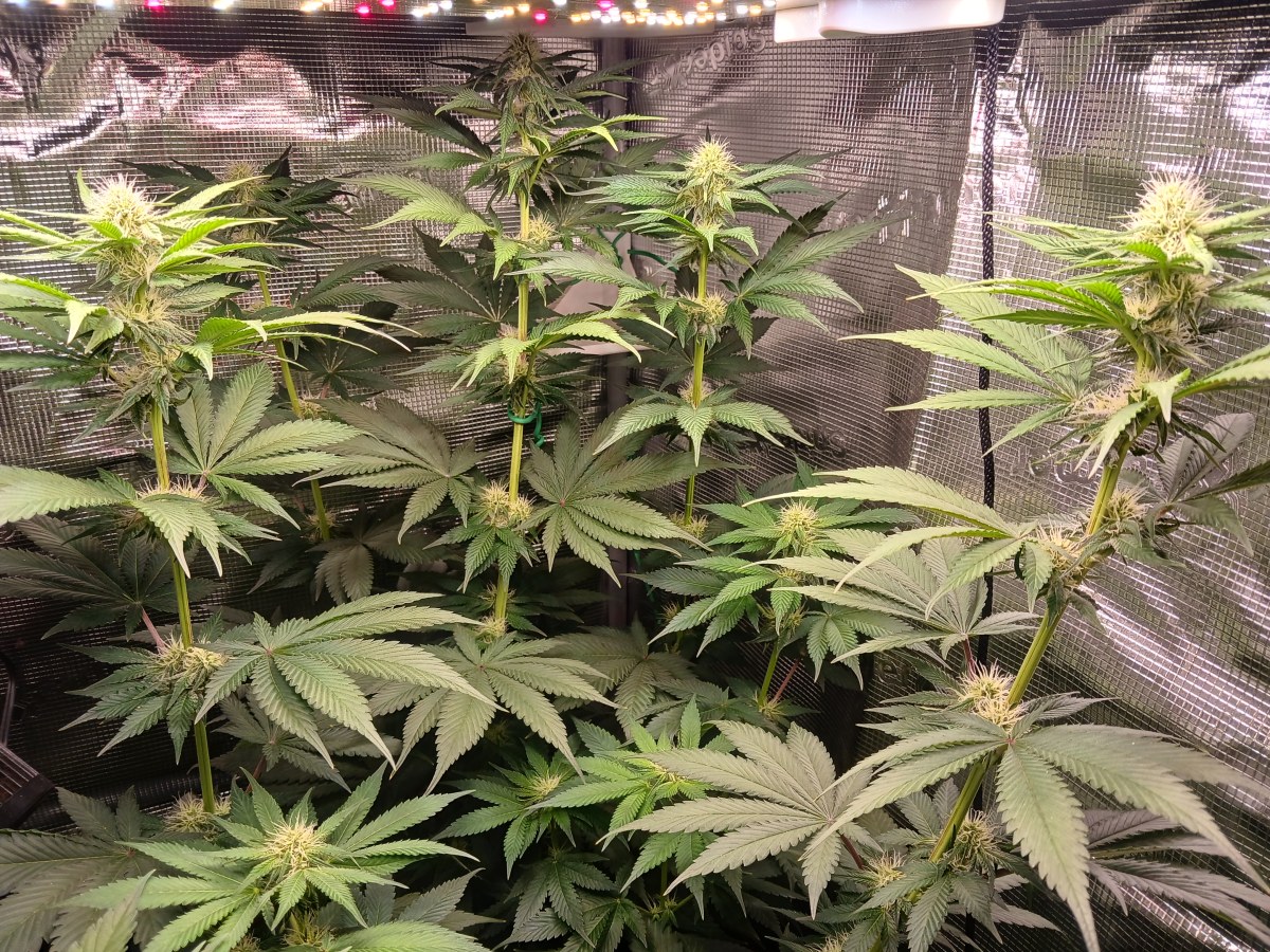 bbs-grow-diaries/blimburnseeds-com/user-52621/be120aee996c92db