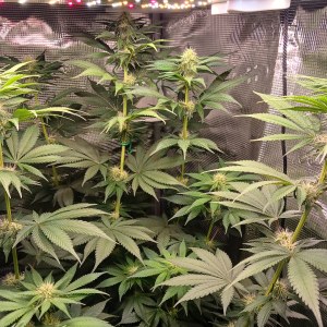 bbs-grow-diaries/blimburnseeds-com/user-52621/be120aee996c92db