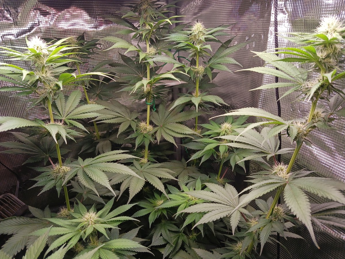 bbs-grow-diaries/blimburnseeds-com/user-52621/c9b7f25d9f17451a