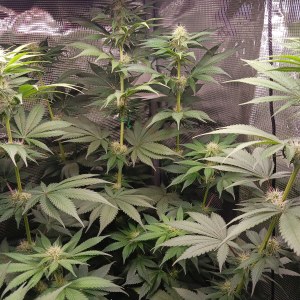 bbs-grow-diaries/blimburnseeds-com/user-52621/c9b7f25d9f17451a
