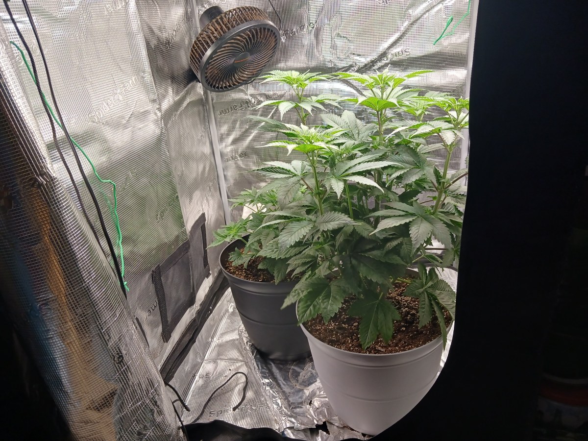bbs-grow-diaries/blimburnseeds-com/user-52621/ced08ddc1ff4a4b1