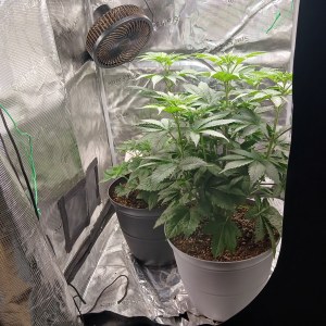 bbs-grow-diaries/blimburnseeds-com/user-52621/ced08ddc1ff4a4b1