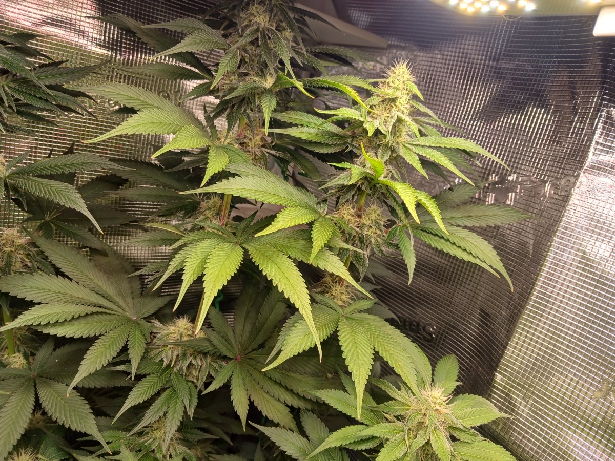 bbs-grow-diaries/blimburnseeds-com/user-52621/cfb69846e2ddb910