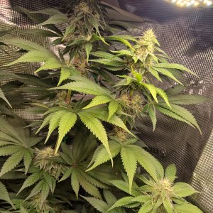 bbs-grow-diaries/blimburnseeds-com/user-52621/cfb69846e2ddb910