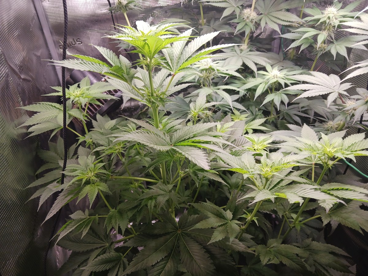 bbs-grow-diaries/blimburnseeds-com/user-52621/d973e05e69d9bfd6