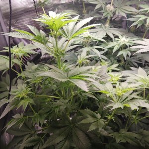 bbs-grow-diaries/blimburnseeds-com/user-52621/d973e05e69d9bfd6