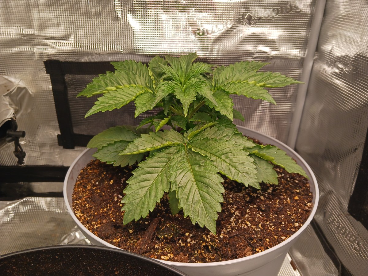 bbs-grow-diaries/blimburnseeds-com/user-52621/dbc56caaf12d79d3