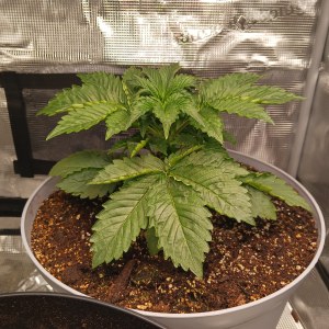 bbs-grow-diaries/blimburnseeds-com/user-52621/dbc56caaf12d79d3