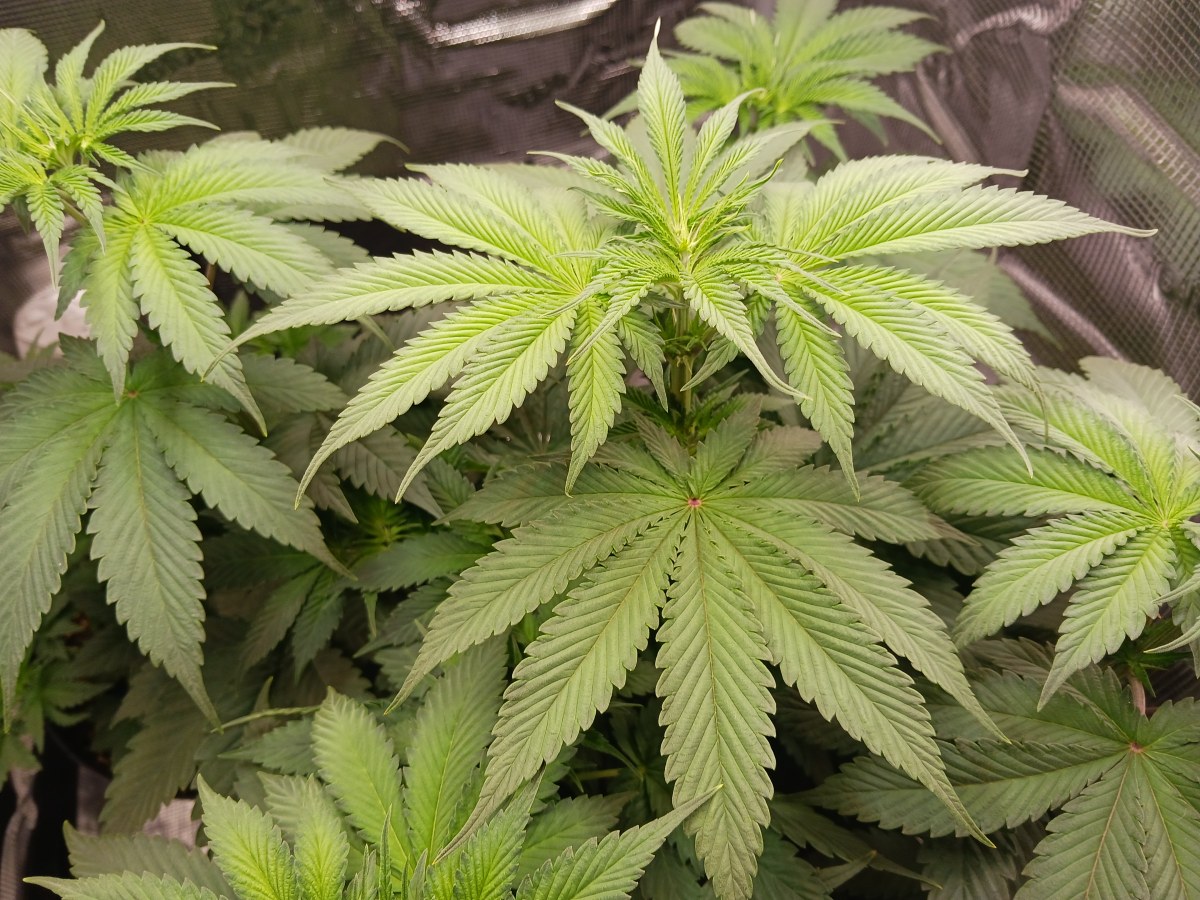 bbs-grow-diaries/blimburnseeds-com/user-52621/dc0552aec8e60468