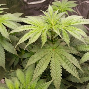 bbs-grow-diaries/blimburnseeds-com/user-52621/dc0552aec8e60468