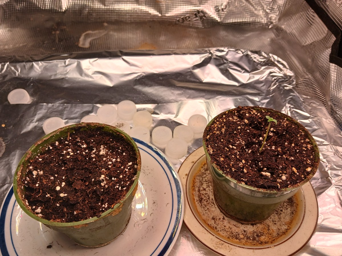 bbs-grow-diaries/blimburnseeds-com/user-52621/dd3790617e1c02cd