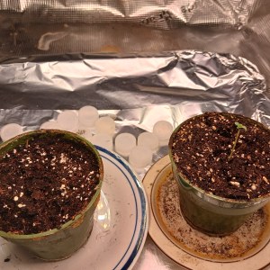 bbs-grow-diaries/blimburnseeds-com/user-52621/dd3790617e1c02cd