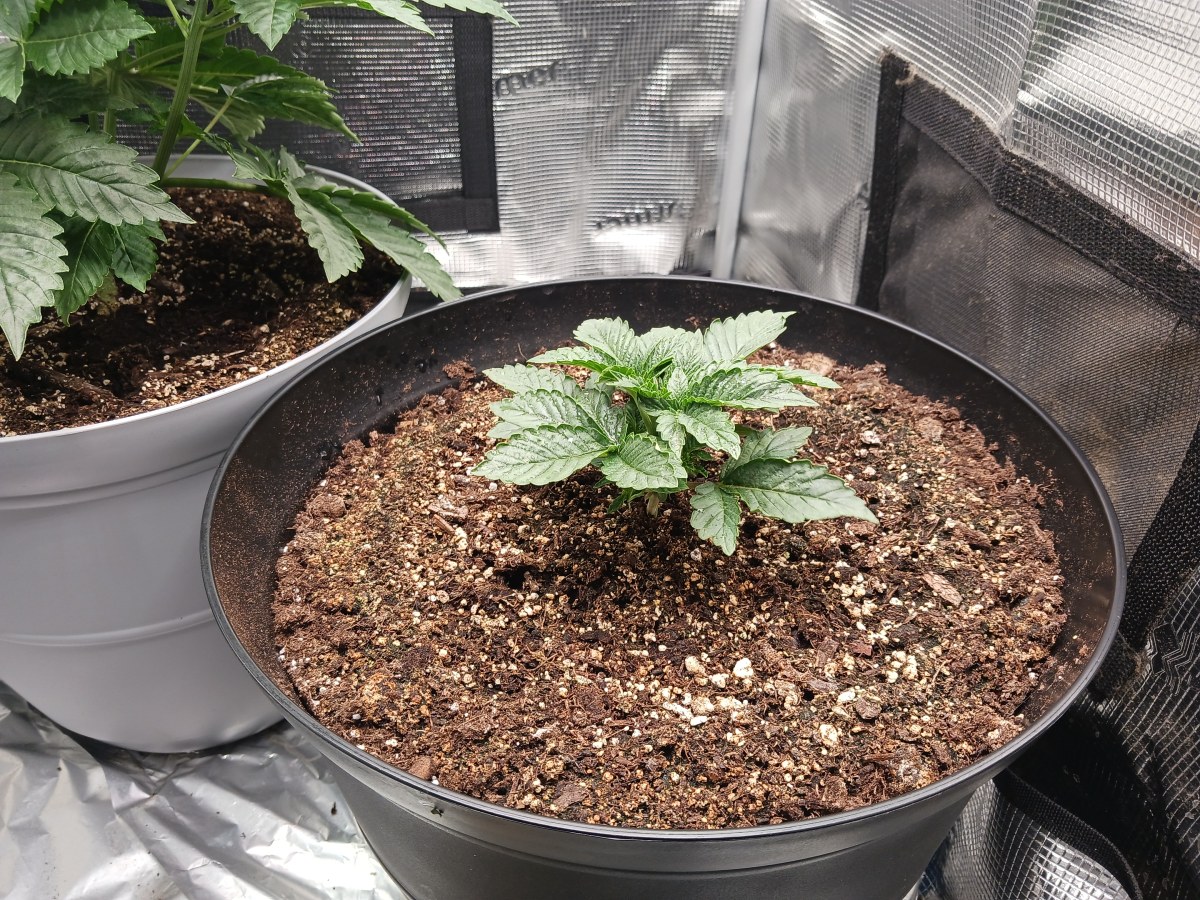 bbs-grow-diaries/blimburnseeds-com/user-52621/e1267f14c4e47284