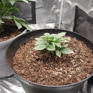 bbs-grow-diaries/blimburnseeds-com/user-52621/e1267f14c4e47284