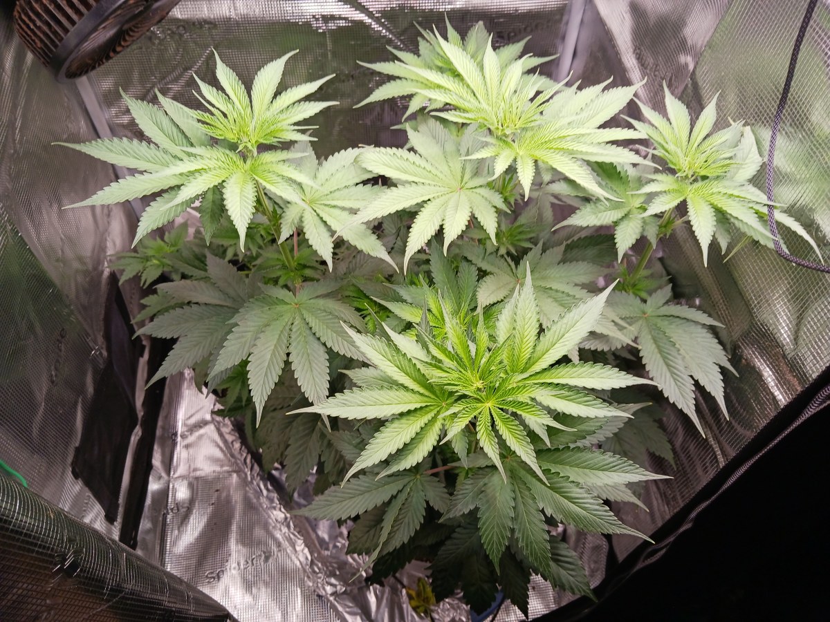 bbs-grow-diaries/blimburnseeds-com/user-52621/e315066e61cd2b24