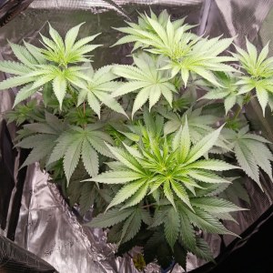 bbs-grow-diaries/blimburnseeds-com/user-52621/e315066e61cd2b24